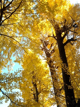 不動前の紅葉_a0061057_0241715.jpg