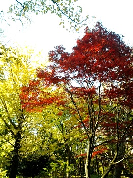 不動前の紅葉_a0061057_024531.jpg