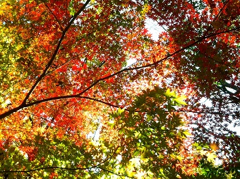 不動前の紅葉_a0061057_0255570.jpg