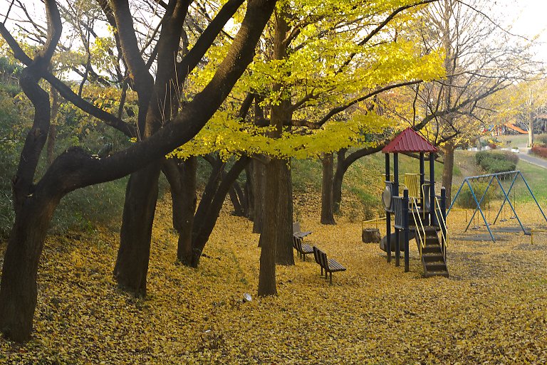 横浜　保土ヶ谷公園（１２月９日）_c0057265_2563263.jpg