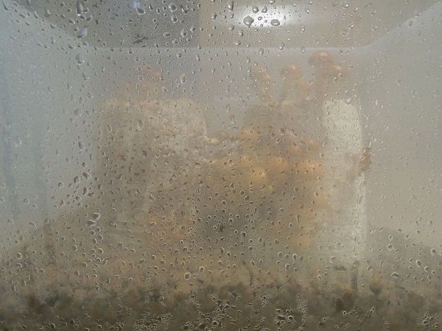 c0247768_8253176.jpg