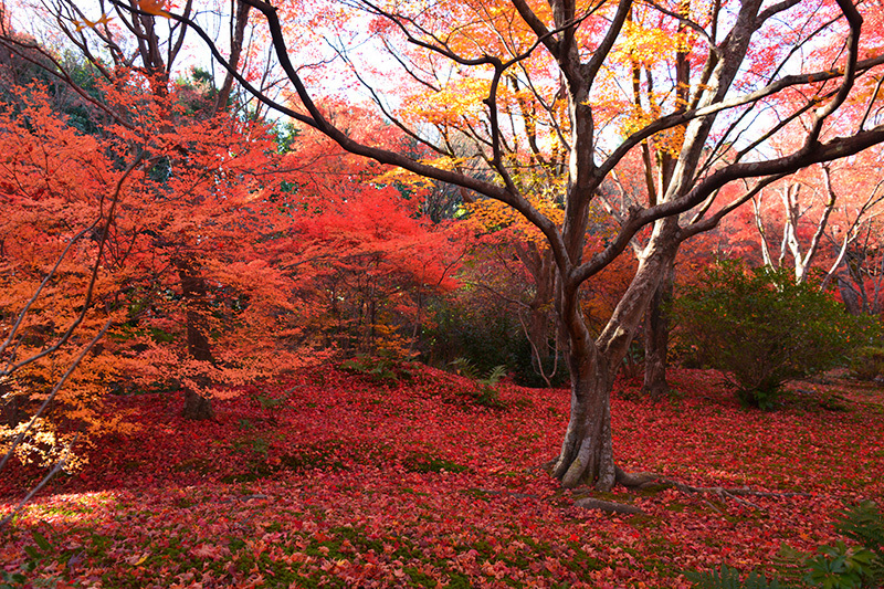 宝筐院　紅葉_c0317868_16335256.jpg