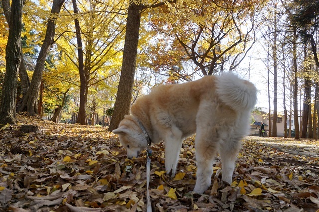 犬も怖い夢を見る？_c0257276_16520748.jpg