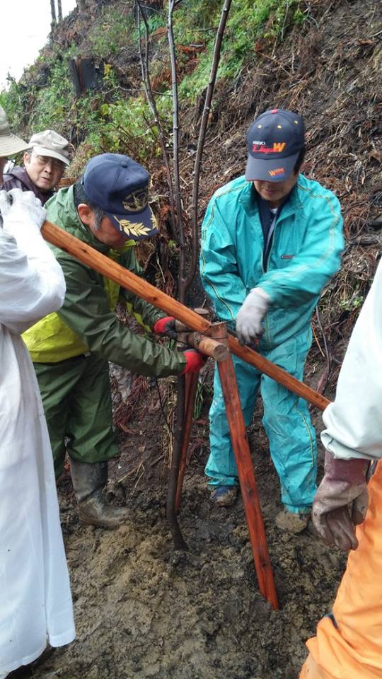 宮城県石巻市 被災地を再びサクラ色に_d0259876_19311288.jpg