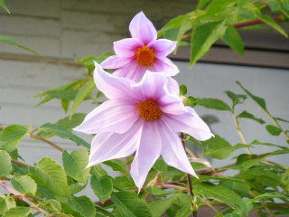 e0046477_73947.jpg