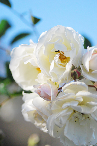 美人な白バラとおたふく あなたに似た花