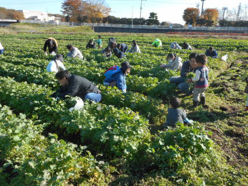 平成２７年　第７回菜の花農業体験教室　　　平成２７年１２月５日_c0145581_9273052.jpg