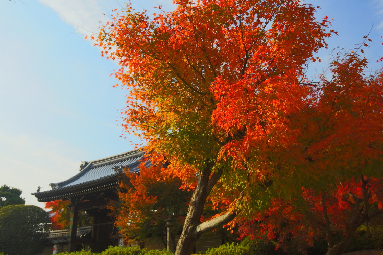 妙満寺_e0051888_3321171.jpg