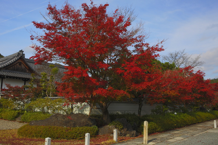 妙満寺_e0051888_3322286.jpg