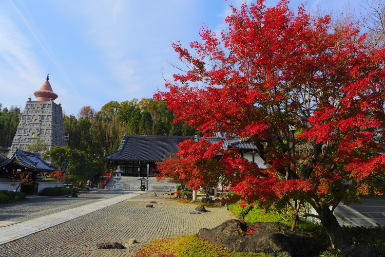 妙満寺_e0051888_3323572.jpg