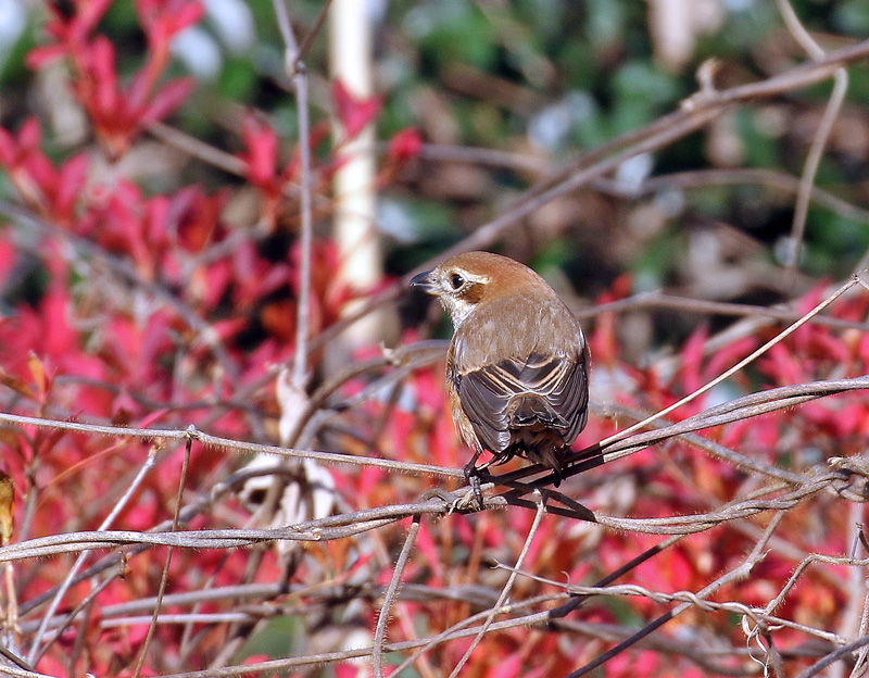 紅葉を背景に「モズ」さん♪_d0195897_17324852.jpg