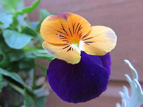 d0046702_4562329.jpg