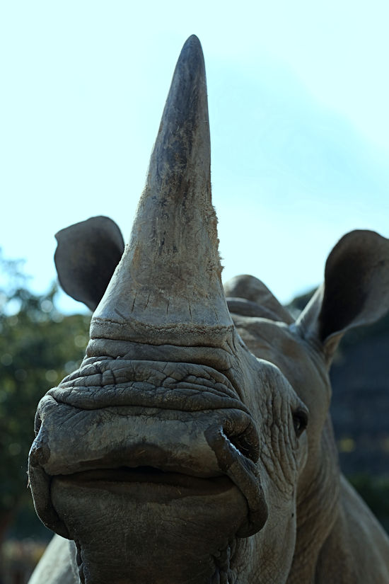 シロサイ クロサイ 動物園放浪記