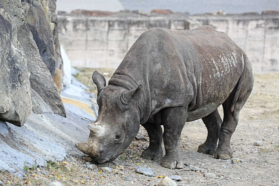 シロサイ クロサイ 動物園放浪記 シロサイ クロサイ 動物園放浪記