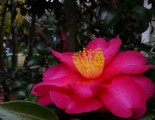 b0211627_20155663.jpg