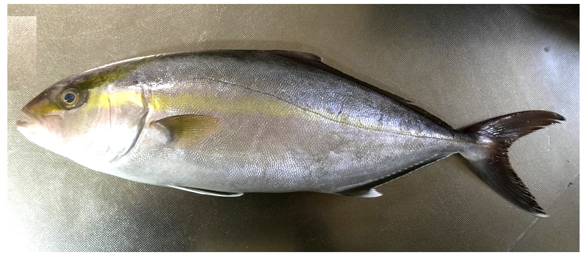 カンパチ シオ 料理２ 新 直哉の釣り魚料理