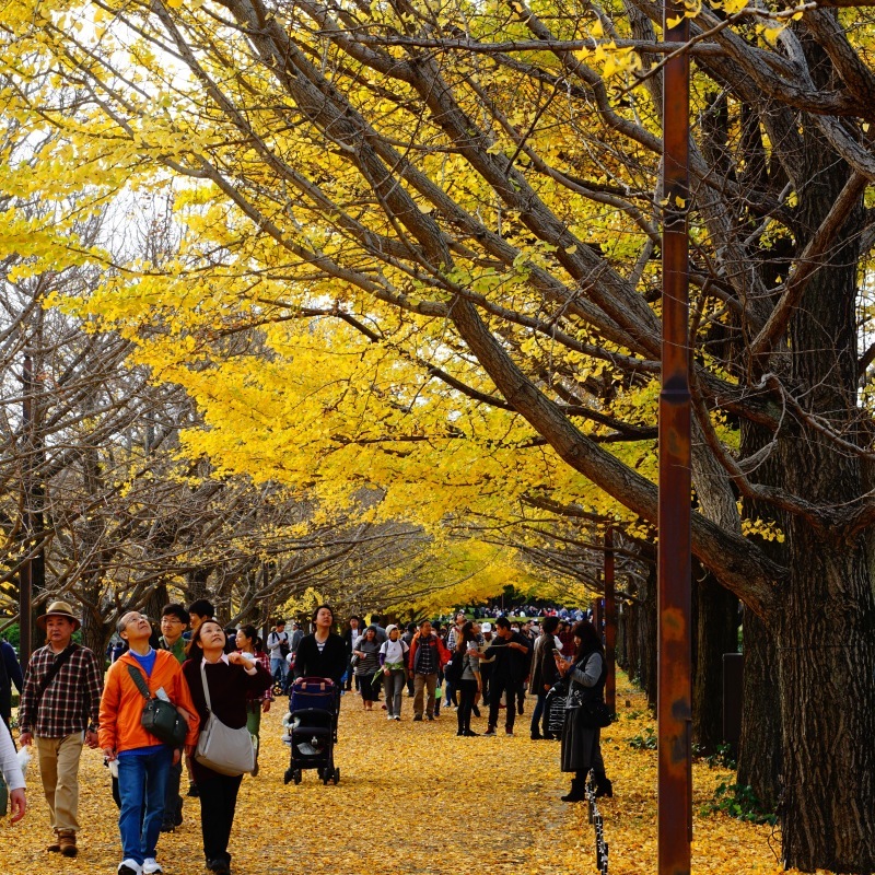 昭和記念公園に一眼カメラ倦怠期から抜け出すため紅葉の写真を撮りに行きました。_b0024832_00341210.jpg