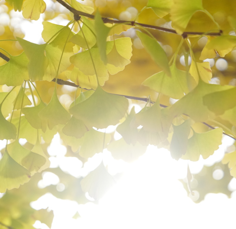 昭和記念公園に一眼カメラ倦怠期から抜け出すため紅葉の写真を撮りに行きました。_b0024832_00345745.jpg