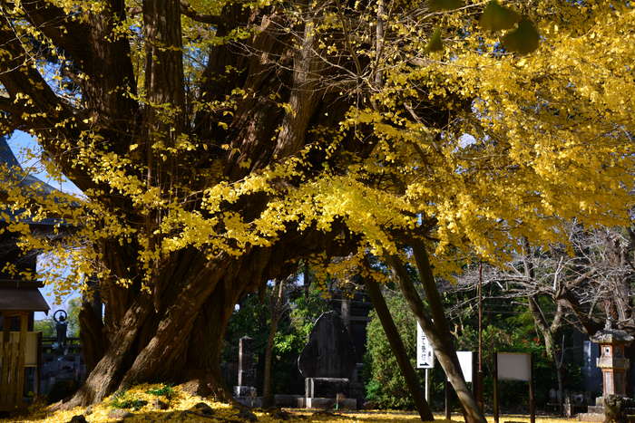 大銀杏....西蓮寺_f0103534_20125411.jpg