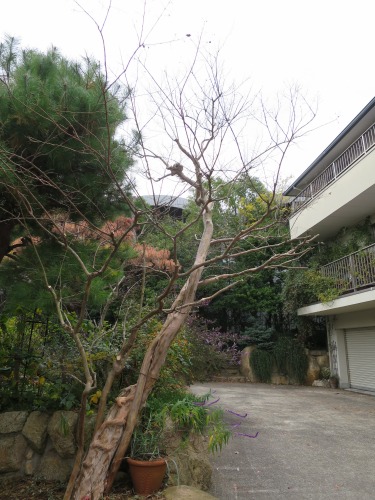 樹木の剪定に来ていただきました Yoko Gardenの小部屋