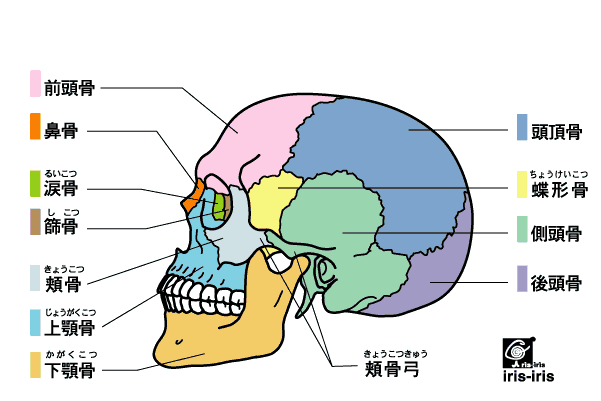 鼻づまりとダイエットに共通すること 〜ある日の施術より〜_e0073240_4391857.gif