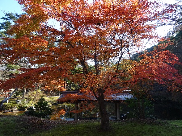 綾部もみじ祭り_b0299042_12491382.jpg