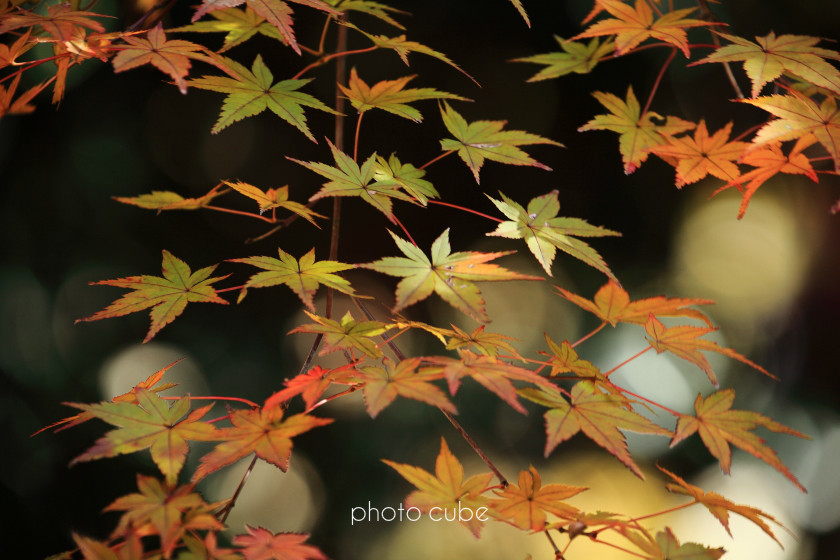  湘南物語　～鎌倉の紅葉・長寿寺～_b0195043_00584635.jpg