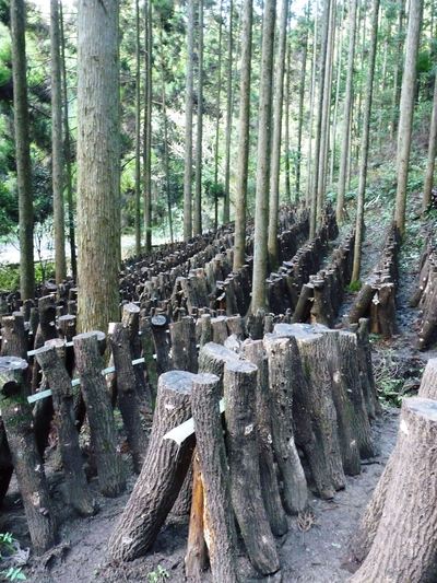 原木しいたけ 再入荷決定!数量限定完全予約制で販売スタートです!!_a0254656_1722141.jpg