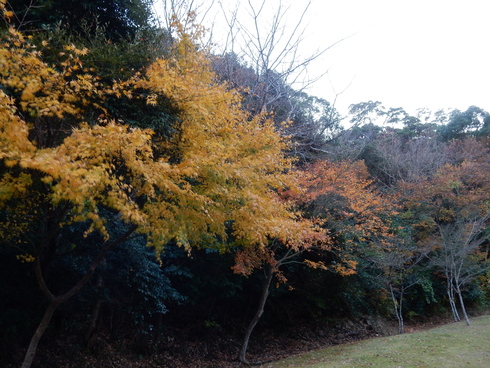 ’15,12,12(土)夕方の散歩!_f0060461_995164.jpg