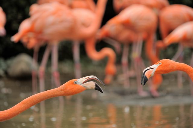 上野動物園の西園にいる鳥たち_c0081462_20311364.jpg