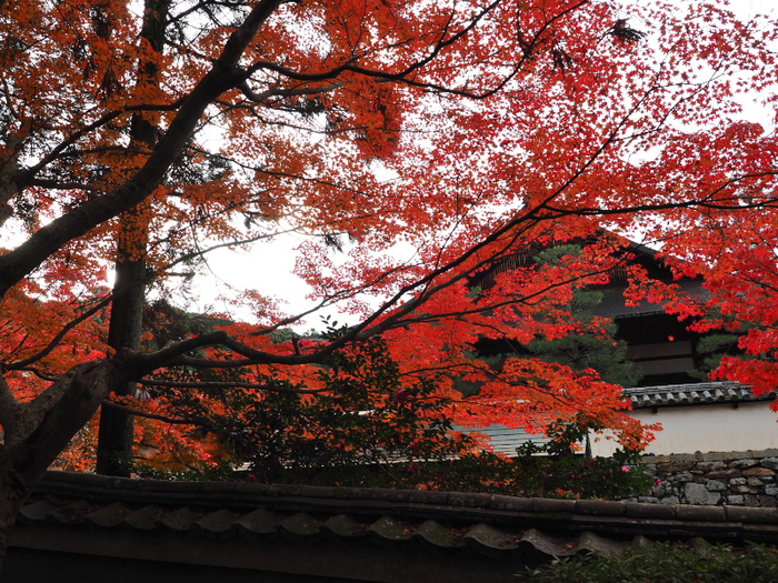 紅葉2015　　　一休寺　　　　　　　　　　　　　　　　　　　　　_f0021869_2354738.jpg