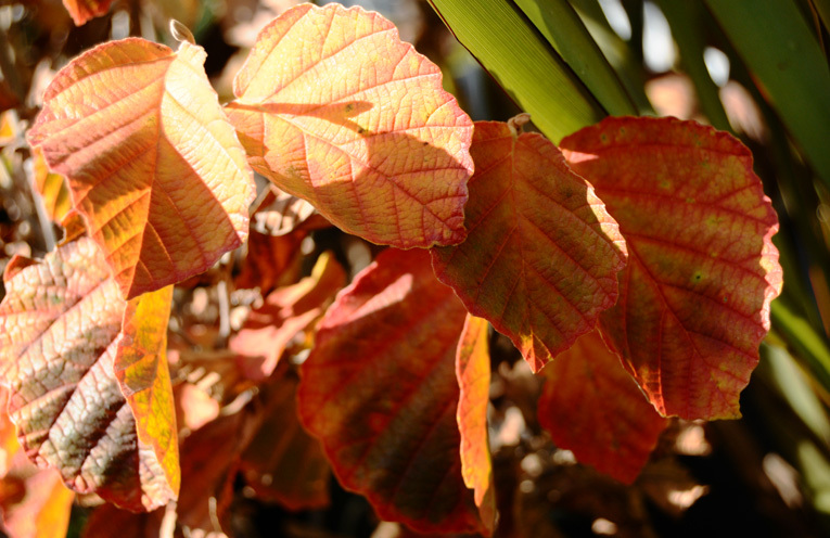 ハマメリス パープルシードリングの紅葉、 ポプルス アルバ リチャーディの黄葉_f0191870_16243393.jpg