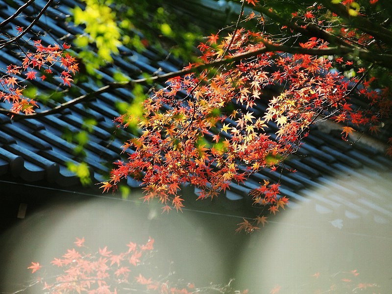 平林寺の紅葉　２_a0330871_09460608.jpg