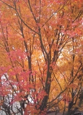 紅い絨毯と新たな出発***_e0290872_21371503.jpg