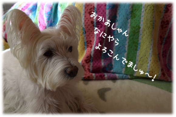 b0242873_10085852.png