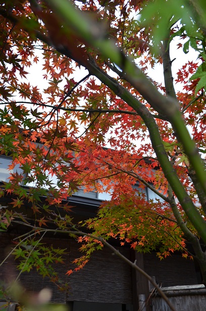 色づいた赤穂屋の紅葉 2015_d0230676_1714416.jpg