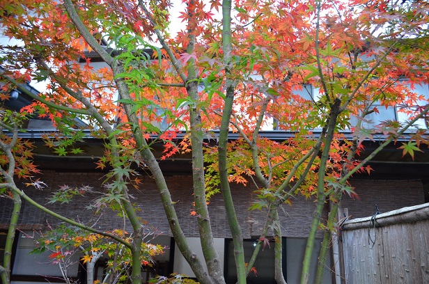 色づいた赤穂屋の紅葉 2015_d0230676_1714636.jpg