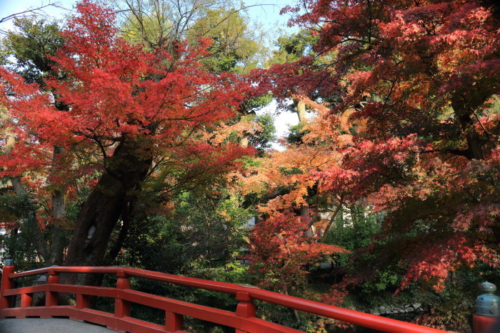 鎌倉紅葉15 3 鶴岡八幡宮 Photo Cruise