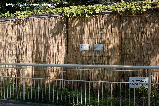 ２０１５年１０月　天王寺動物園　その１　最後まで仲良し旭とココ_a0052986_20485086.jpg