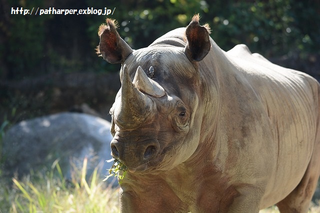 ２０１５年１０月　天王寺動物園　その１　最後まで仲良し旭とココ_a0052986_21161886.jpg