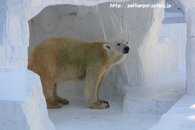 ２０１５年１０月　天王寺動物園　その１　最後まで仲良し旭とココ_a0052986_21325437.jpg