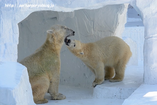 ２０１５年１０月　天王寺動物園　その１　最後まで仲良し旭とココ_a0052986_2134166.jpg