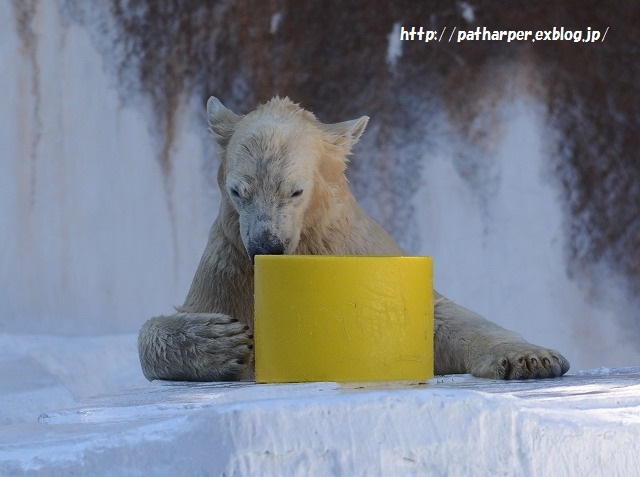 ２０１５年１０月　天王寺動物園　その１　最後まで仲良し旭とココ_a0052986_21373667.jpg