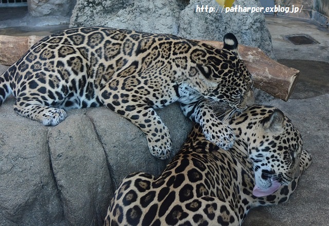 ２０１５年１０月　天王寺動物園　その１　最後まで仲良し旭とココ_a0052986_2192596.jpg