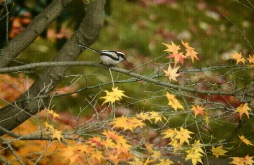 2015年12月11日撮影(ｴﾅｶﾞ)_e0357387_10540444.jpg