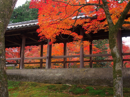 紅葉めぐり2015～東福寺～(12/6)_d0026589_23103112.jpg