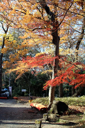深大寺にお散歩に&不明の送り主判明!_c0090198_18575394.jpg