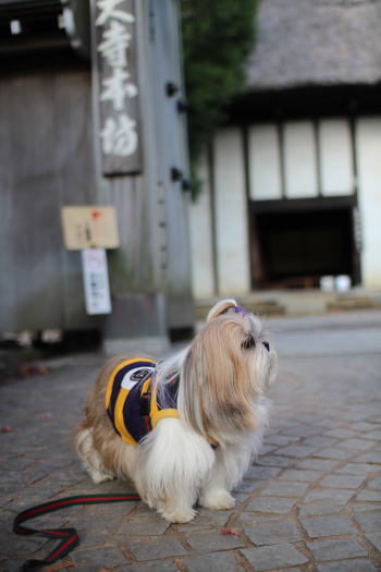 深大寺にお散歩に&不明の送り主判明!_c0090198_1931288.jpg