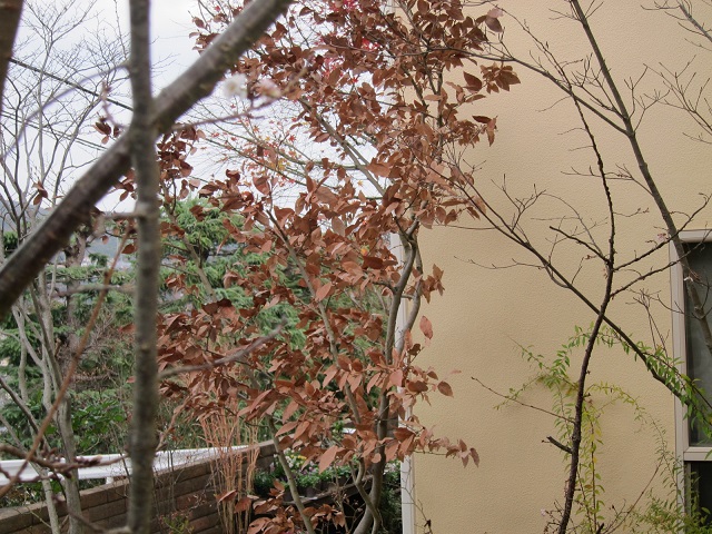 冬の庭　落ち葉　そして十月桜_e0232798_14173571.jpg