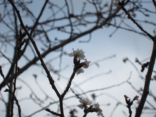 冬の庭　落ち葉　そして十月桜_e0232798_1419374.jpg